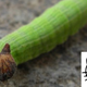 Image for article titled A Caterpillar That People Say Looks Like Hello Kitty